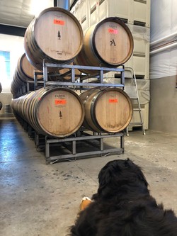 Wine Club Event - Guest Tickets